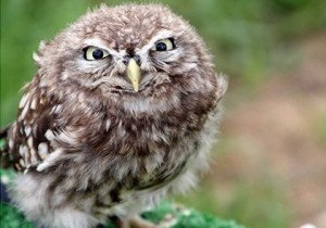 Create meme: funny owls, owl funny, walking owl