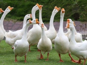 Create meme: breeds of geese, goose