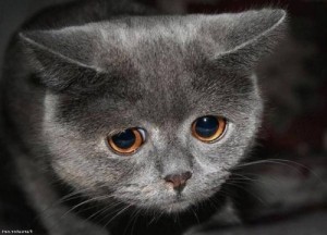 Создать мем: кот печальный, кот грустный, грустный кот