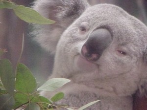 Create meme: koala, Koala and eucalyptus meme, koalas