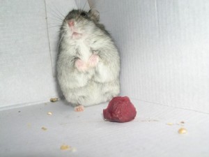 Create meme: hamster funny, hamster, Djungarian hamster