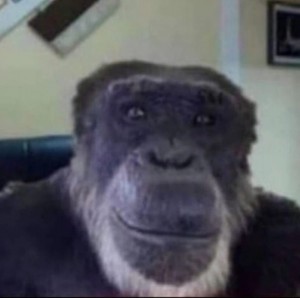 Создать мем: сыендук, мем горилла, обезьяна мем