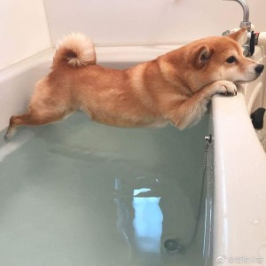 Create meme: bath time, dog, funny dog