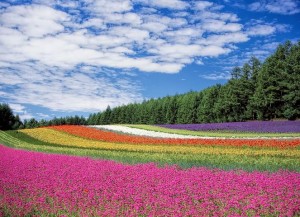 Create meme: flowers field, the flowers of the field, field flower