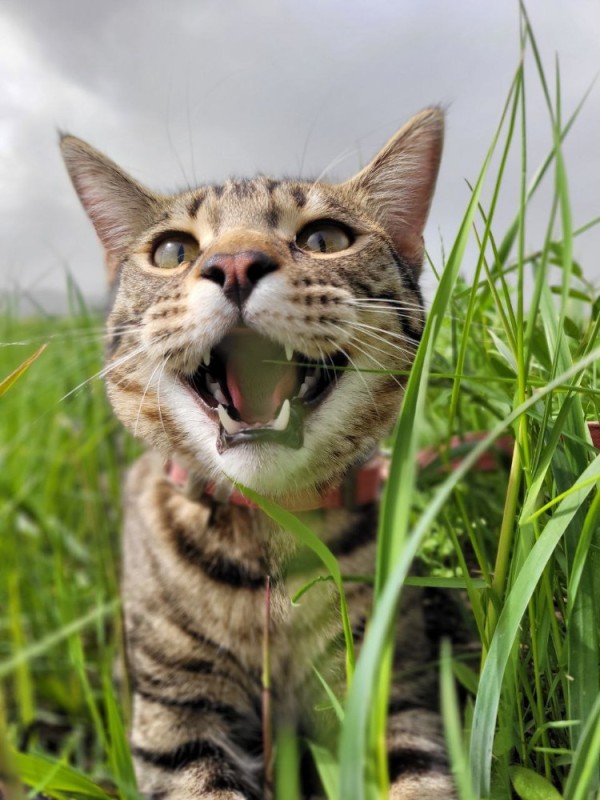 Create meme: cat-Bengal, cat muzzle , cat 