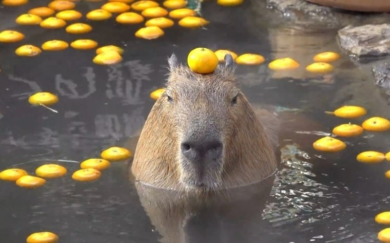 Create meme: the capybara , capybara with tangerine, rodent capybara