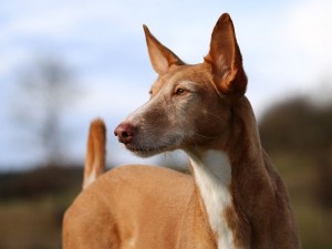 Create meme: breed Basenji, Basenji