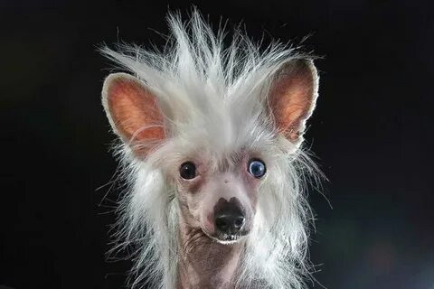 Create meme: japanese crested dog, chinese crested dog bald, Chinese crested dog