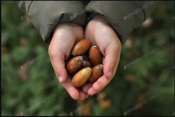 Create meme: oak petiolate seeds, collecting acorns, oak acorns