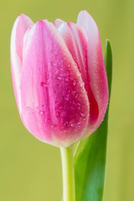 Создать мем: тюльпан ван эйк, розовые тюльпаны, тюльпаны цветы