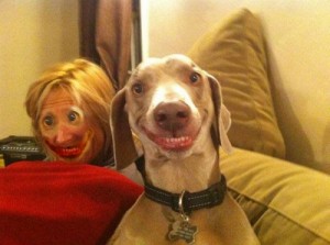 Create meme: awkward, funny, smile dog