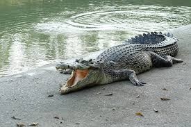 Create meme: crocodile alligator, crocodile in the river, crocodiles