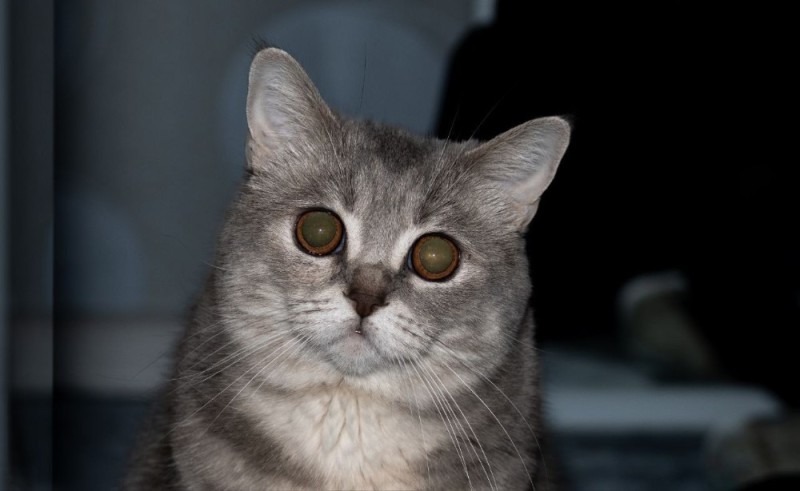 Create meme: Scottish, british shorthair cat, cat 