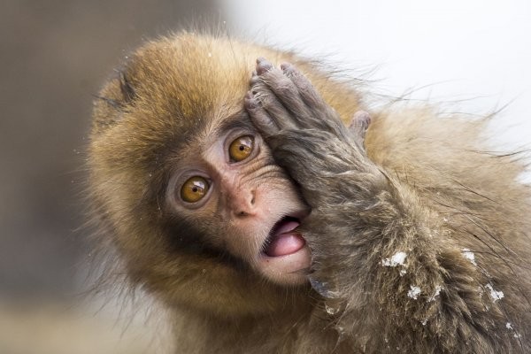 Create meme: smallpox of monkeys, crazy monkey, monkey surprise