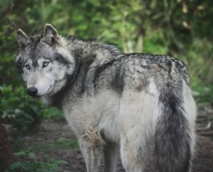 Create meme: wolf, wolf wild, wolf canis lupus