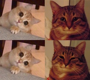 Create meme: cat, cats, cat