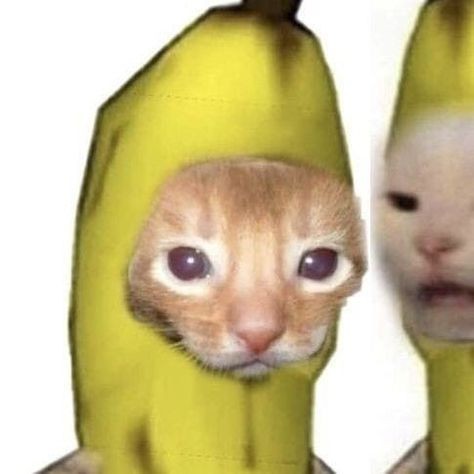 Создать мем: banana cat, милые котики смешные, кот в костюме банана