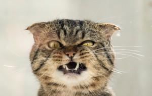 Create meme: cat emotions, angry cat