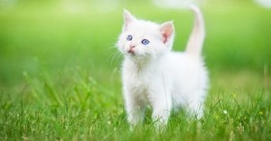 Создать мем: белые животные, пушистый беленький котенок, кошечка белая