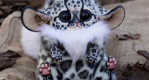 Создать мем: мадагаскарский глазоух, необычные животные, мексиканский глазоух животное