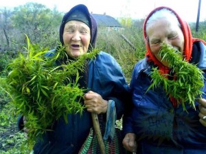 Create meme: Bush cannabis, grandma marijuana, marijuana