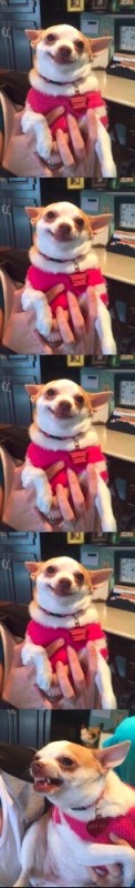 Create meme: Chihuahua dog, funny Chihuahua, Chihuahua memes