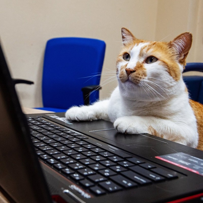 Create meme: cat , the cat at the computer, working cat