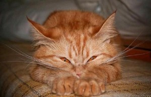 Создать мем: кошка, рыжий мейн кун спит, сердитый рыжий котенок