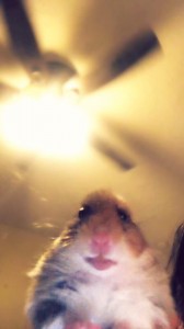 Create meme: hamster meme, hamster selfie, hamster funny