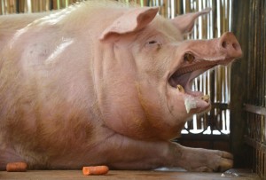 Create meme: evil pig, boar