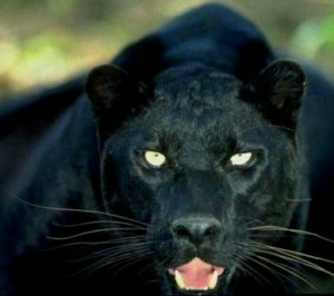 Создать мем: чёрная пантера, черная пантера ягуар, черный ягуар