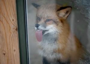 Create meme: animals showing tongue, Fox, animals Fox