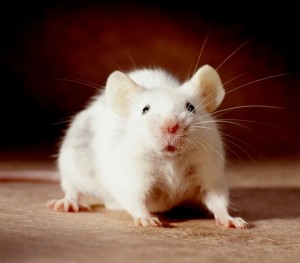 Create meme: the Syrian hamster is albino