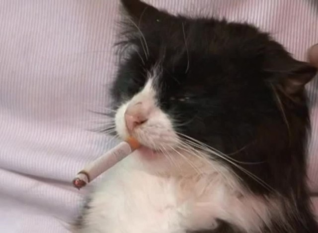 Create meme: smoking cat, cat with a cigarette, cat with a cigarette
