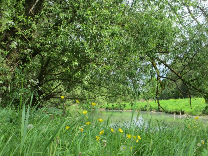 Create meme: willows river nightingales, landscape of flowers, rzhavets river