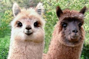 Create meme: hilarious Lama, Alpaca and llama, Lama Alpaca