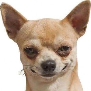 Create meme: Chihuahua, chihua Hua, Chihuahua smiles