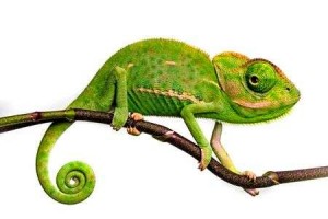 Create meme: chameleon animal, chameleon lizard, chameleons