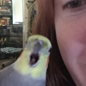 Создать мем: cockatiel sings, вредный попугай, юлик попугай