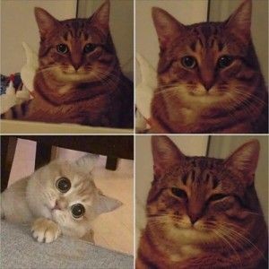 Create meme: smiling cat meme, happy cat meme, meme cat 