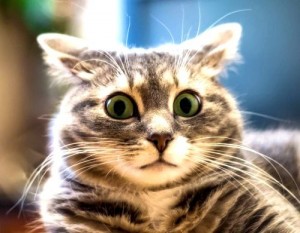 Create meme: cute cats, surprised kitty, surprised cat pictures funny