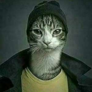 Create meme: cool cats, cats, cat