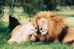 Create meme: friends love, to watch history of lions, lion love photo