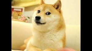 Create meme: dogs meme breed, Shiba inu doggie, dog