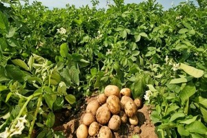 Create meme: potato Queen Anne, potatoes good luck, potatoes