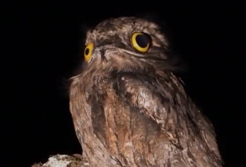 Create meme: Nightjar, Nightjar bird, giant Nightjar bird