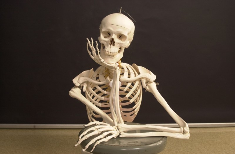 Create meme: skeleton in waiting, axial skeleton, the human body skeleton