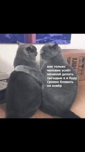 Создать мем: котики, два кота, тыгыдык блевать на ковер