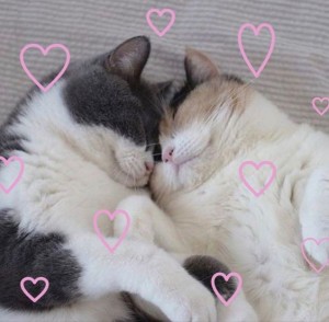 Create meme: cats couple, cute cats, cat's love