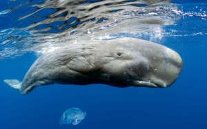 Создать мем: белый кит кашалот, кашалот животное, кашалоты